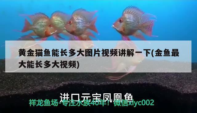 黃金貓魚能長多大圖片視頻講解一下(金魚最大能長多大視頻) 黃金貓魚