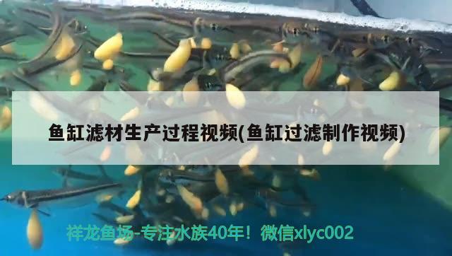 六角恐龍魚(yú)能不能吃龜糧(六角恐龍吃龜糧嗎) 烏龜 第3張