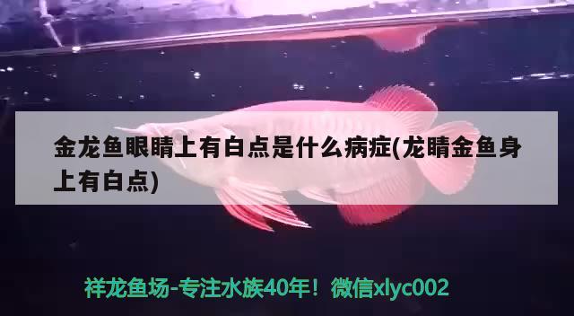 金龍魚(yú)眼睛上有白點(diǎn)是什么病癥(龍睛金魚(yú)身上有白點(diǎn))