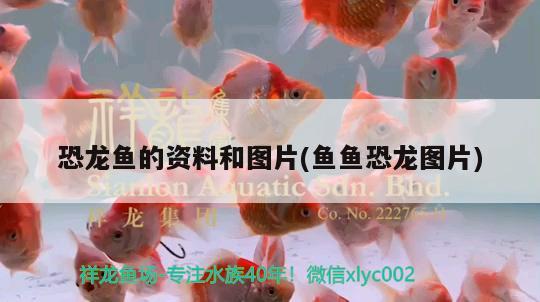 恐龍魚的資料和圖片(魚魚恐龍圖片)