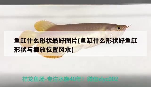 莆田魚缸定制廠家電話地址在哪里（莆田觀賞魚水族館） 黃金達摩魚