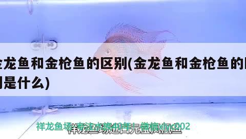 冷水魚缸怎樣養(yǎng)水：冷水魚缸適合養(yǎng)什么魚