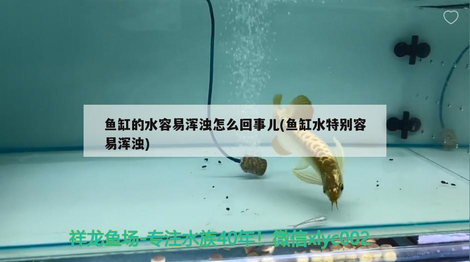 魚缸的水容易渾濁怎么回事兒(魚缸水特別容易渾濁) 黃金鴨嘴魚