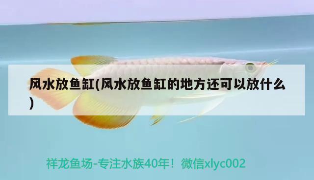 風(fēng)水放魚缸(風(fēng)水放魚缸的地方還可以放什么)