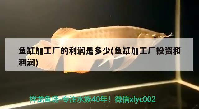 魚缸加工廠的利潤是多少(魚缸加工廠投資和利潤) 祥龍魚場