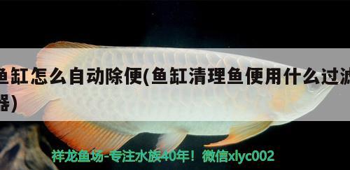 紅龍魚(yú)鱗片發(fā)黑是什么原因，紅龍魚(yú)鱗發(fā)黑是什么原因，紅龍魚(yú)鱗發(fā)黑是什么原因