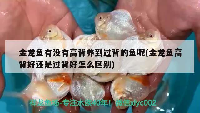 金龍魚有沒有高背養(yǎng)到過背的魚呢(金龍魚高背好還是過背好怎么區(qū)別) 印尼小紅龍