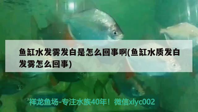 魚缸水發(fā)霧發(fā)白是怎么回事啊(魚缸水質(zhì)發(fā)白發(fā)霧怎么回事)