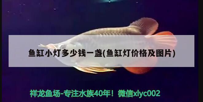 魚(yú)缸小燈多少錢(qián)一盞(魚(yú)缸燈價(jià)格及圖片) 鐵甲武士