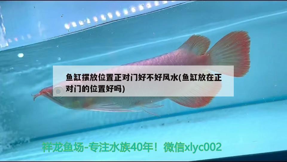 羅漢魚品種，紅馬苗怎么挑選 羅漢魚 第2張