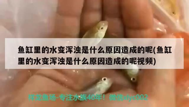 魚缸里的水變渾濁是什么原因造成的呢(魚缸里的水變渾濁是什么原因造成的呢視頻) 熱帶魚魚苗批發(fā)