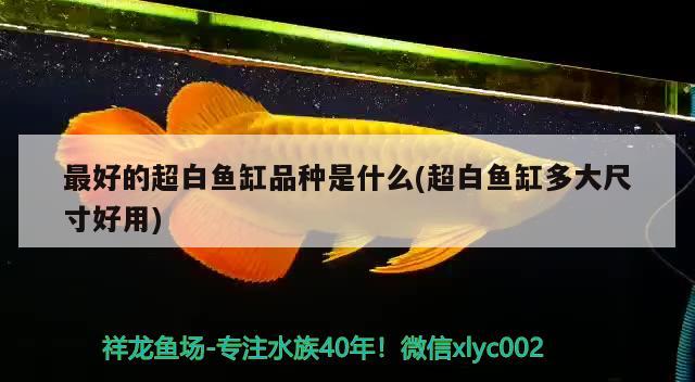 最好的超白魚缸品種是什么(超白魚缸多大尺寸好用) 黑白雙星魚