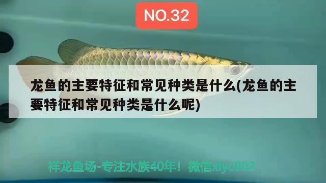 龍魚的主要特征和常見種類是什么(龍魚的主要特征和常見種類是什么呢) 祥龍進口元寶鳳凰魚