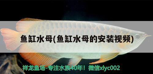 魚缸水母(魚缸水母的安裝視頻)