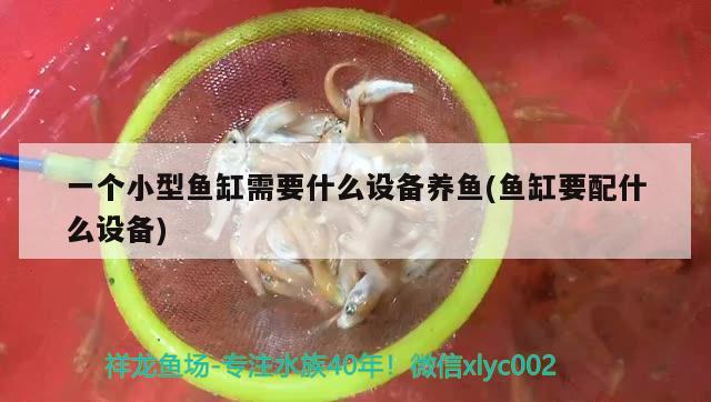 一個小型魚缸需要什么設備養(yǎng)魚(魚缸要配什么設備) 肥料