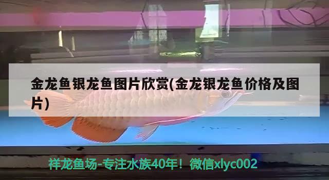 金龍魚銀龍魚圖片欣賞(金龍銀龍魚價格及圖片)