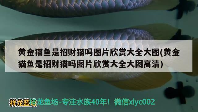 黃金貓魚是招財(cái)貓嗎圖片欣賞大全大圖(黃金貓魚是招財(cái)貓嗎圖片欣賞大全大圖高清)