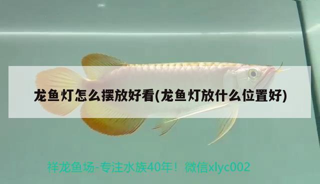 龍魚燈怎么擺放好看(龍魚燈放什么位置好)