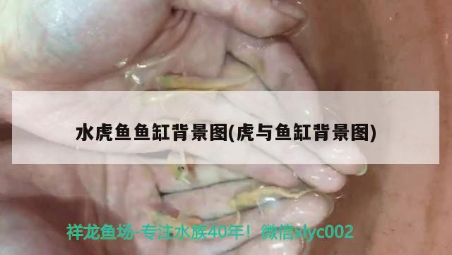 水虎魚魚缸背景圖(虎與魚缸背景圖) 食人魚（水虎）