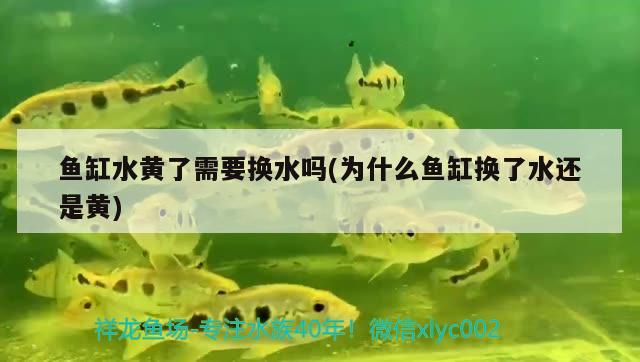 魚缸水黃了需要換水嗎(為什么魚缸換了水還是黃) 觀賞魚批發(fā)