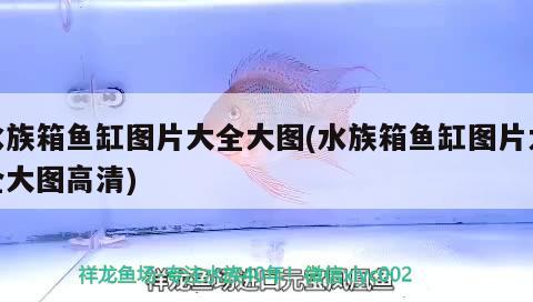 水族箱魚缸圖片大全大圖(水族箱魚缸圖片大全大圖高清) 魚缸/水族箱