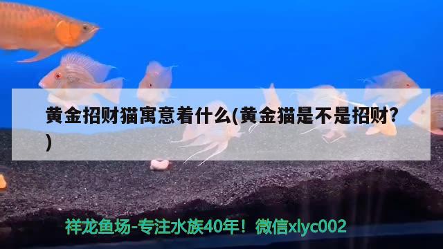 黃金招財貓寓意著什么(黃金貓是不是招財?) 黃金貓魚百科