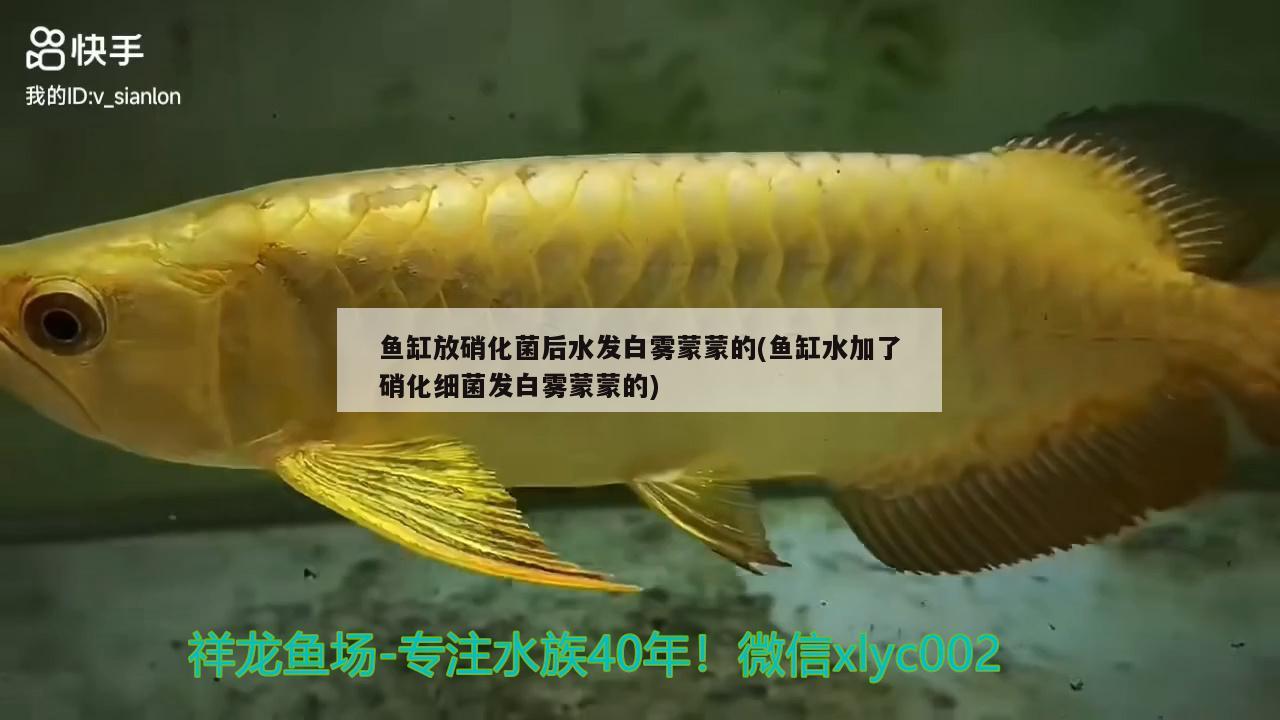 魚缸放硝化菌后水發(fā)白霧蒙蒙的(魚缸水加了硝化細(xì)菌發(fā)白霧蒙蒙的) 硝化細(xì)菌