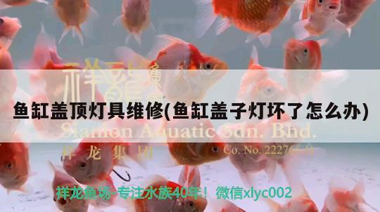 魚缸蓋頂燈具維修(魚缸蓋子燈壞了怎么辦) 魚缸/水族箱