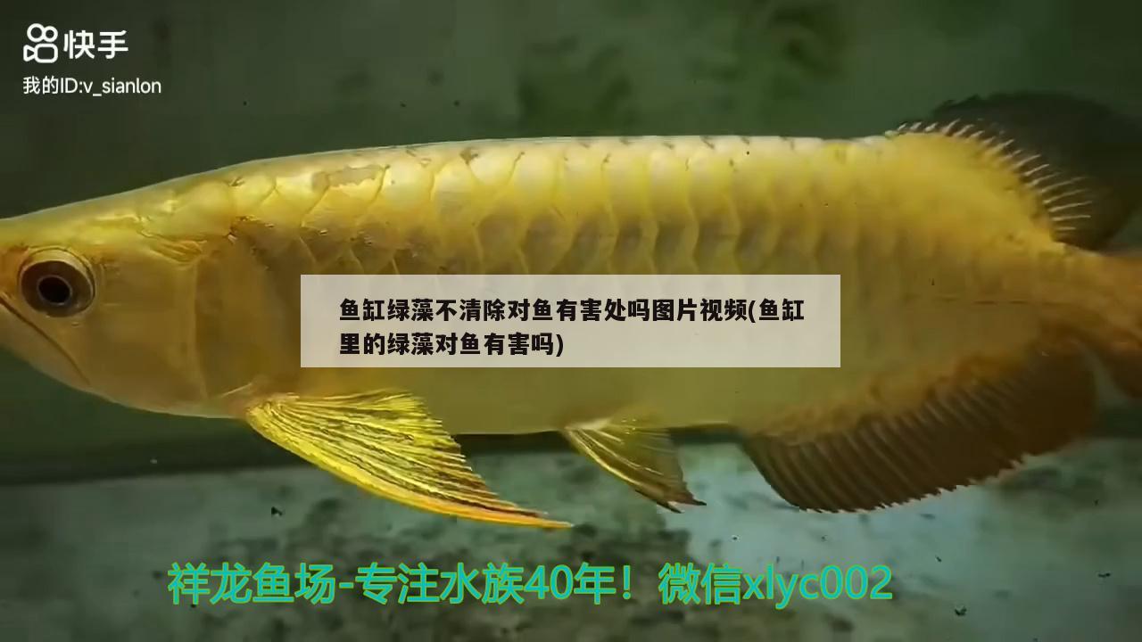 魚(yú)缸綠藻不清除對(duì)魚(yú)有害處嗎圖片視頻(魚(yú)缸里的綠藻對(duì)魚(yú)有害嗎) 虎魚(yú)魚(yú)苗