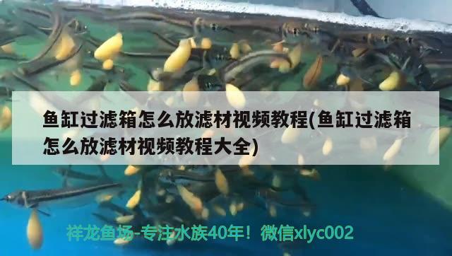 魚缸過濾箱怎么放濾材視頻教程(魚缸過濾箱怎么放濾材視頻教程大全)