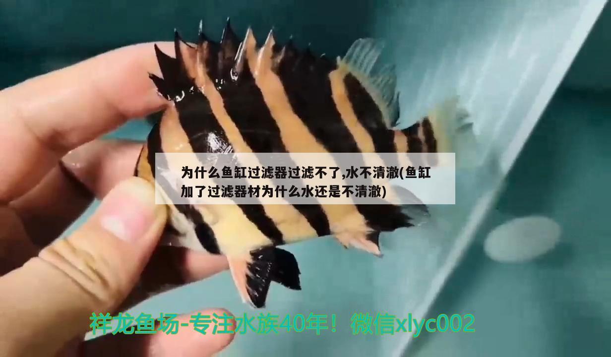 為什么魚缸過濾器過濾不了,水不清澈(魚缸加了過濾器材為什么水還是不清澈) 大白鯊魚