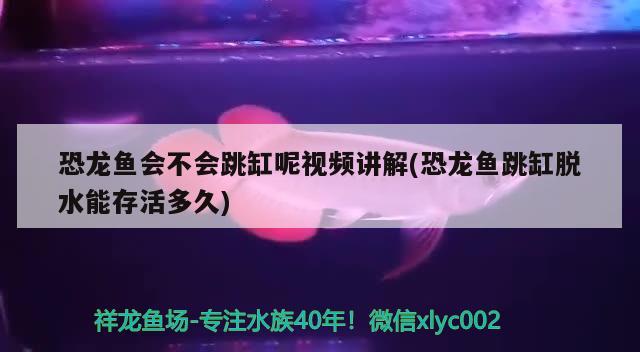 恐龍魚會不會跳缸呢視頻講解(恐龍魚跳缸脫水能存活多久) 觀賞魚市場