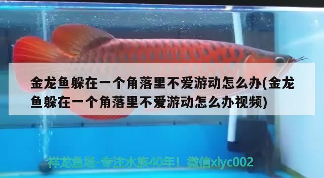 金龍魚躲在一個角落里不愛游動怎么辦(金龍魚躲在一個角落里不愛游動怎么辦視頻) 細線銀板魚苗