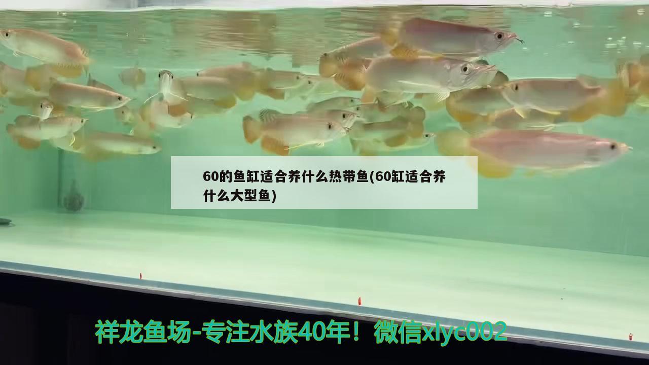 60的魚(yú)缸適合養(yǎng)什么熱帶魚(yú)(60缸適合養(yǎng)什么大型魚(yú)) 細(xì)線銀版魚(yú)