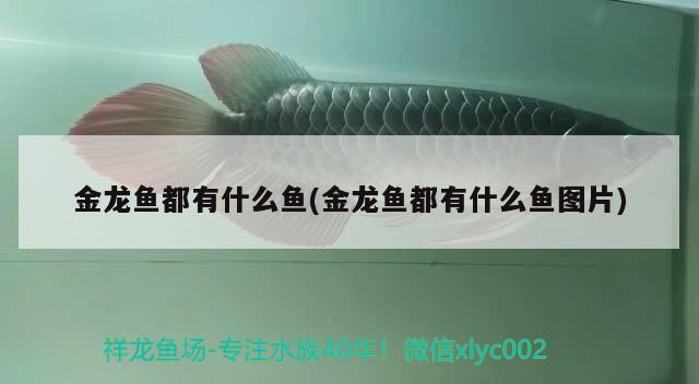 金龍魚都有什么魚(金龍魚都有什么魚圖片)