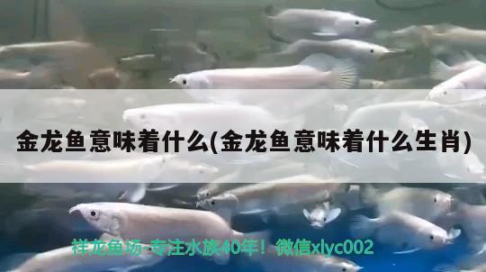 金龍魚意味著什么(金龍魚意味著什么生肖) 龍鳳鯉魚 第2張