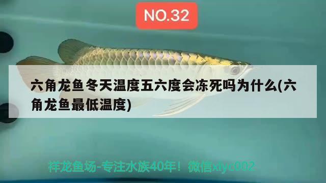 六角龍魚冬天溫度五六度會(huì)凍死嗎為什么(六角龍魚最低溫度)