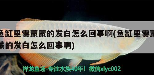 另類美人魚