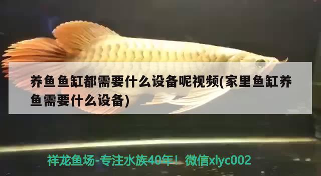 百色龍魚專賣店:百色哪里有魚苗賣 斑馬鴨嘴魚苗 第1張