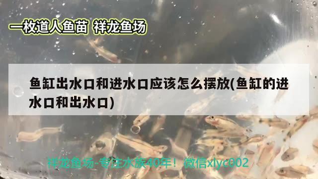 紅龍魚(yú)吃小魚(yú)好嗎（紅龍魚(yú)吃小魚(yú)好嗎視頻） 2024第28屆中國(guó)國(guó)際寵物水族展覽會(huì)CIPS（長(zhǎng)城寵物展2024 CIPS） 第2張