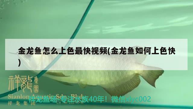 金龍魚(yú)怎么上色最快視頻(金龍魚(yú)如何上色快)