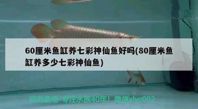 60厘米魚缸養(yǎng)七彩神仙魚好嗎(80厘米魚缸養(yǎng)多少七彩神仙魚) 七彩神仙魚