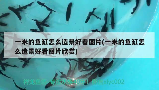 一米的魚缸怎么造景好看圖片(一米的魚缸怎么造景好看圖片欣賞) 黃金達(dá)摩魚