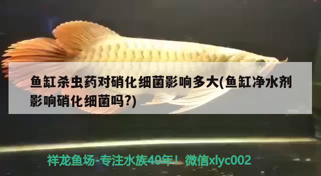 魚缸殺蟲藥對(duì)硝化細(xì)菌影響多大(魚缸凈水劑影響硝化細(xì)菌嗎?) 硝化細(xì)菌