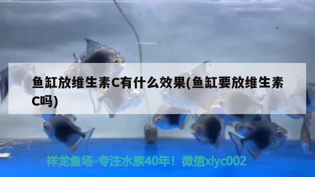 海水魚缸能用幾年換水 海水魚缸能用幾年換水嗎 網上購買觀賞魚 第2張