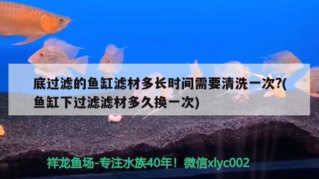 底過(guò)濾的魚(yú)缸濾材多長(zhǎng)時(shí)間需要清洗一次?(魚(yú)缸下過(guò)濾濾材多久換一次) 奈及利亞紅圓點(diǎn)狗頭