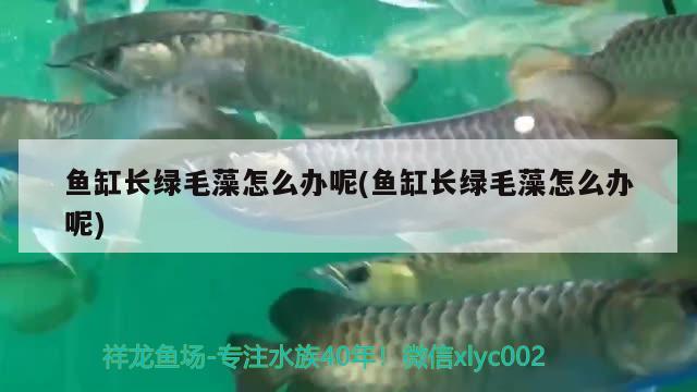 魚缸長綠毛藻怎么辦呢(魚缸長綠毛藻怎么辦呢) 觀賞魚飼料