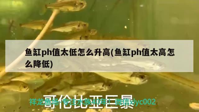 魚缸ph值太低怎么升高(魚缸ph值太高怎么降低) 白子銀版魚苗