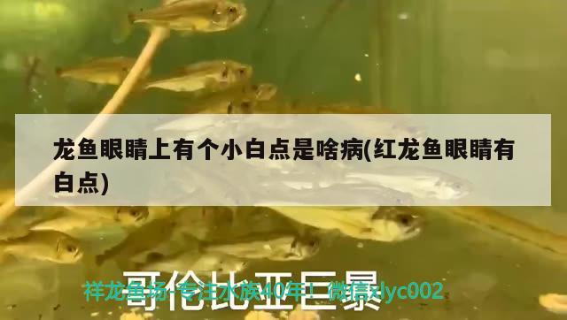 魚(yú)缸充氧機(jī)聲音大怎么辦(魚(yú)缸充氧機(jī)聲音大怎么辦視頻)