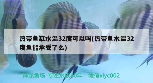 熱帶魚缸水溫32度可以嗎(熱帶魚水溫32度魚能承受了么) 羅漢魚